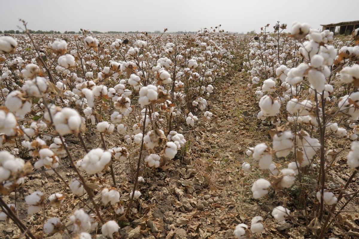Khantex Group faces legal action over inflated cotton seed prices