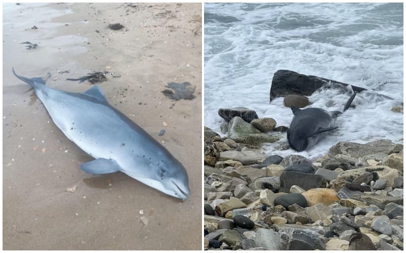 Anapa yaqinida tankerlar halokatga uchraganidan keyin 11 ta o‘lik delfin topildi