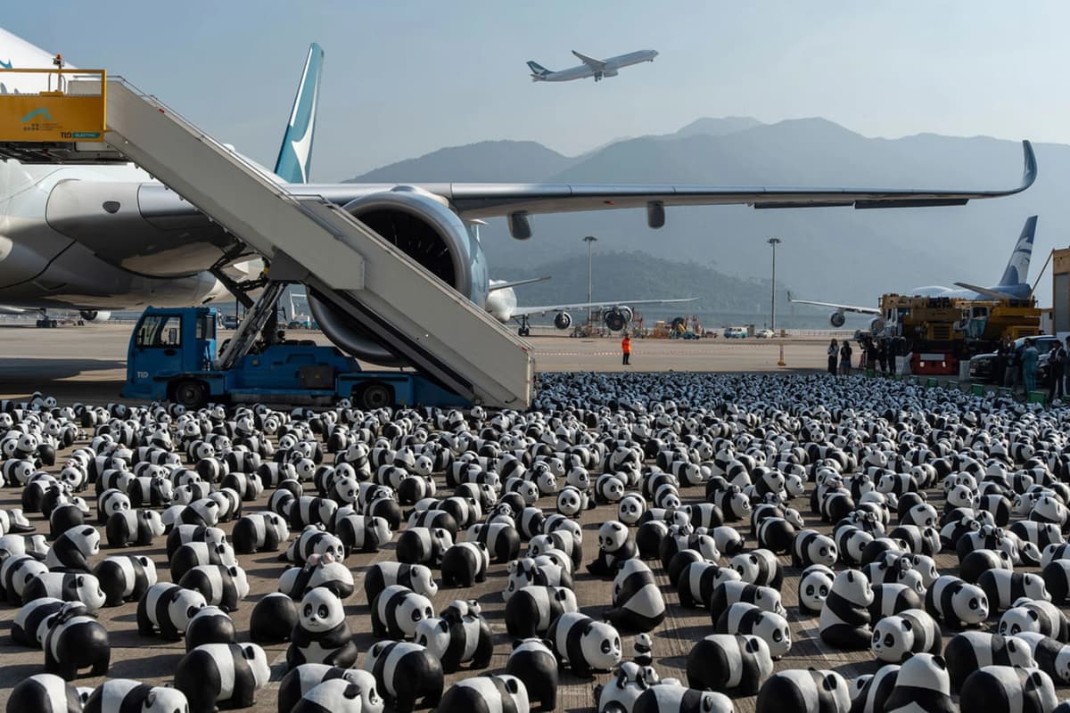 Hongkongda 2,5 ming panda haykallaridan iborat ko‘rgazma o‘tkazilmoqda