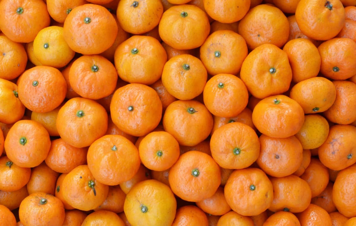 O‘zbekistonda mandarin narxi rekord darajada arzonlashdi