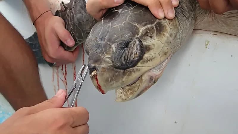 Dard chekayotgan toshbaqa – plastik inqirozining ramziga aylangan toshbaqa voqeasi