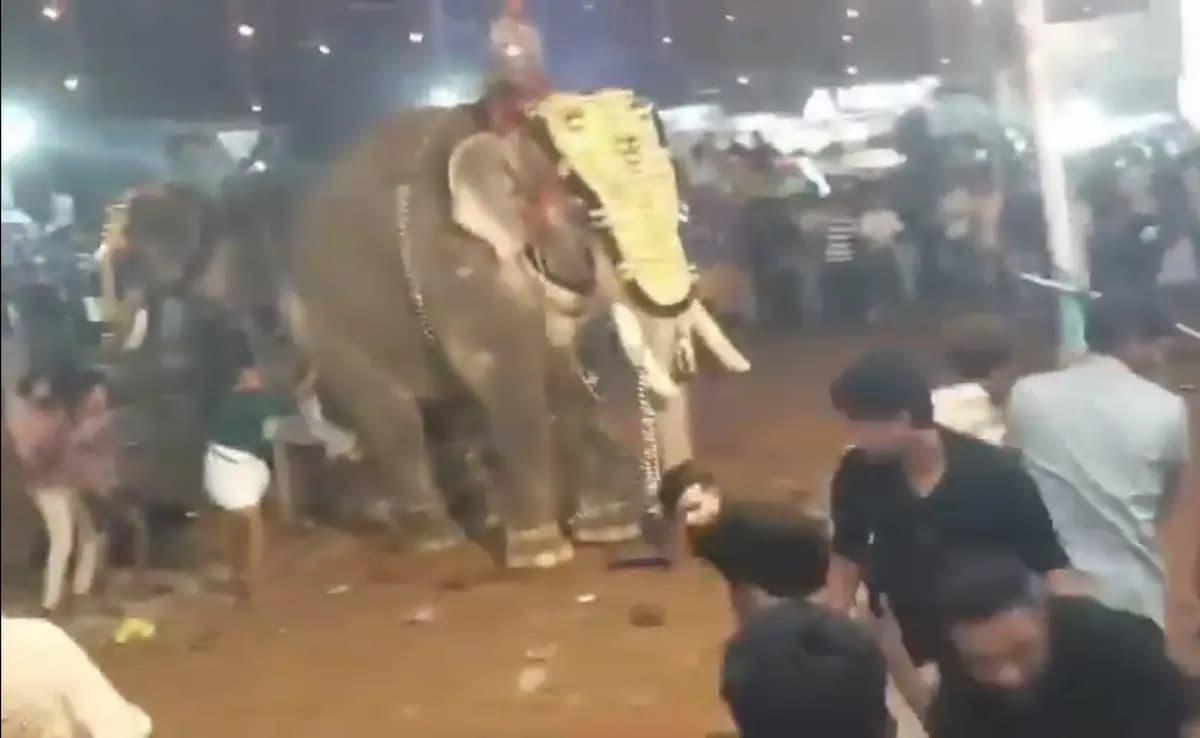 Hindistonda fil festivalga kelgan tomoshabinlarga hujum qildi
