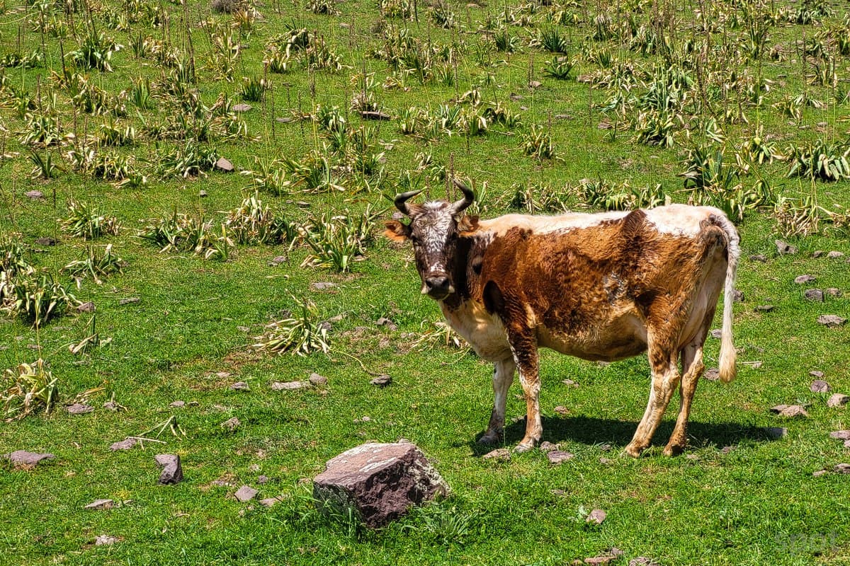 Kyrgyzstan temporarily halts livestock exports, Uzbekistan among affected buyers
