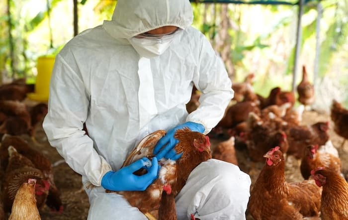 АҚШда H5N1 парранда гриппи билан боғлиқ биринчи ўлим ҳолати қайд этилди