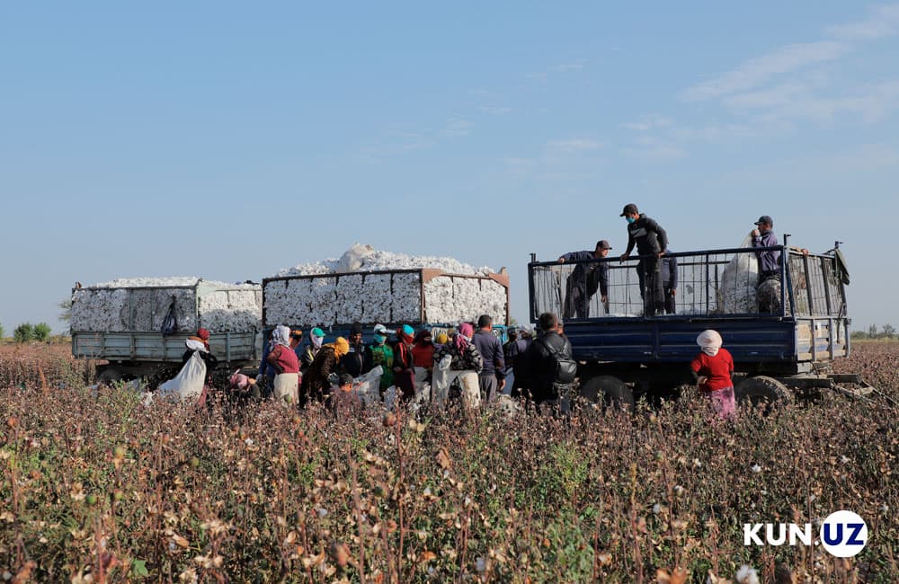 Uzbekistan investigates forced labor claims in cotton harvest