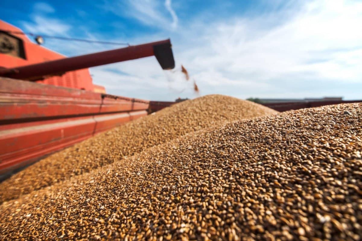 Uzbekistan remains major importer of wheat from Kazakhstan