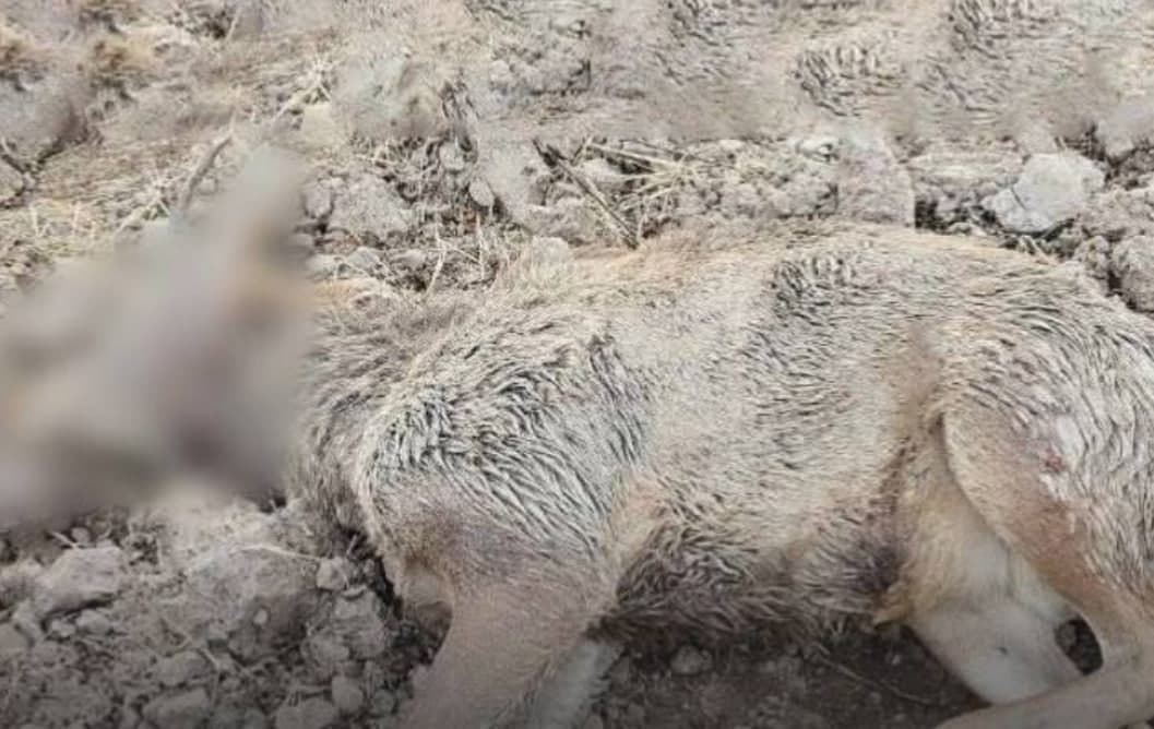 Qoraqalpog‘istonda brakoner hayvonot dunyosiga 1 mlrd so‘mdan ortiq zarar yetkazdi