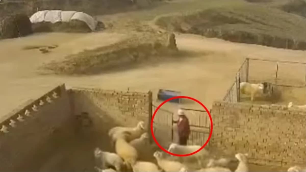 В Китае баран насмерть забодал пастуха — видео