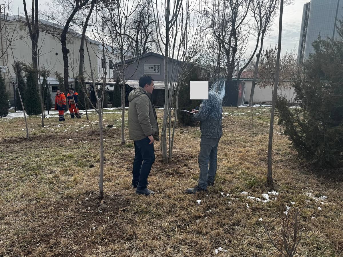 В Ташкенте гражданин заплатит 13 млн сумов за попытку пересадки дерева