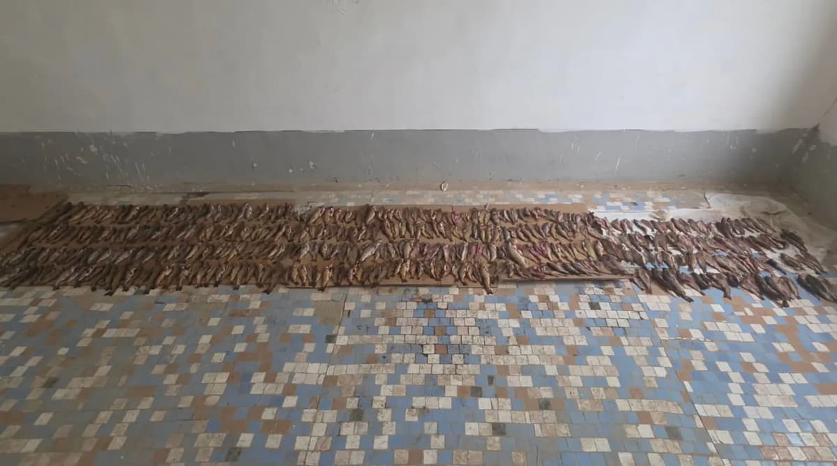 Qashqadaryoda baliqchi tabiatga yetkazgan zarar million dollarga baholandi