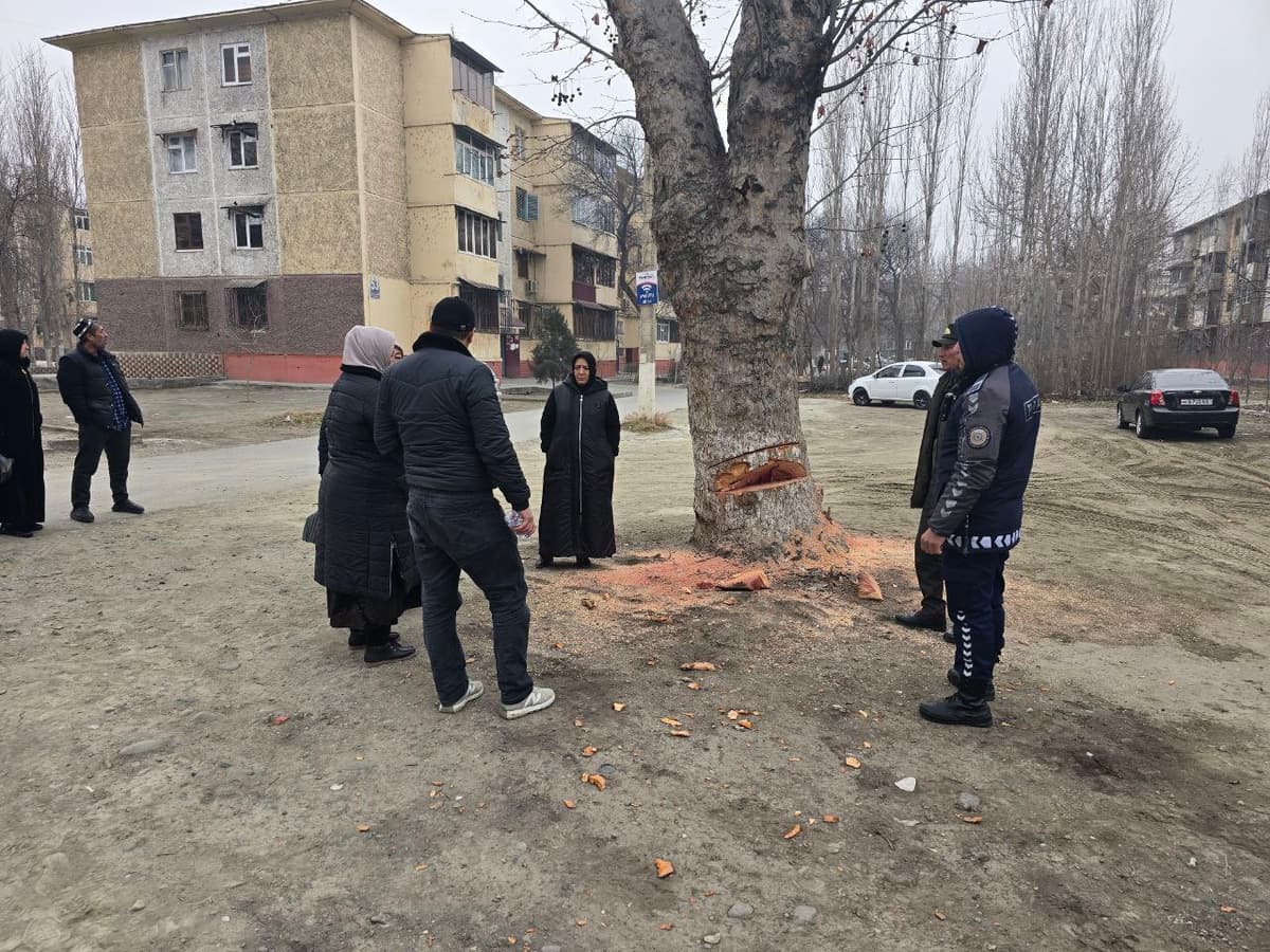 2024 yilda 600 ming tupdan ortiq daraxtlar kesilishining oldi olindi - Ekovazirlik