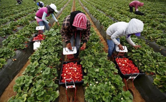 UK to increase quotas for seasonal workers from Uzbekistan
