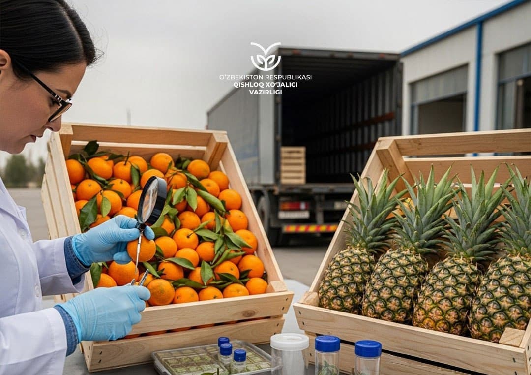 Uzbekistan temporarily restricts mandarin and pineapple imports from China over quarantine pests