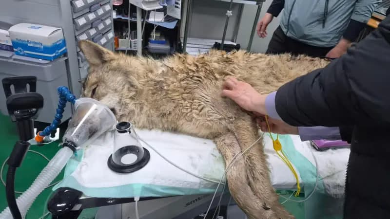 Жанубий Кореяда ҳайвонот боғидан қочган бўри 9 кундан кейин топилди