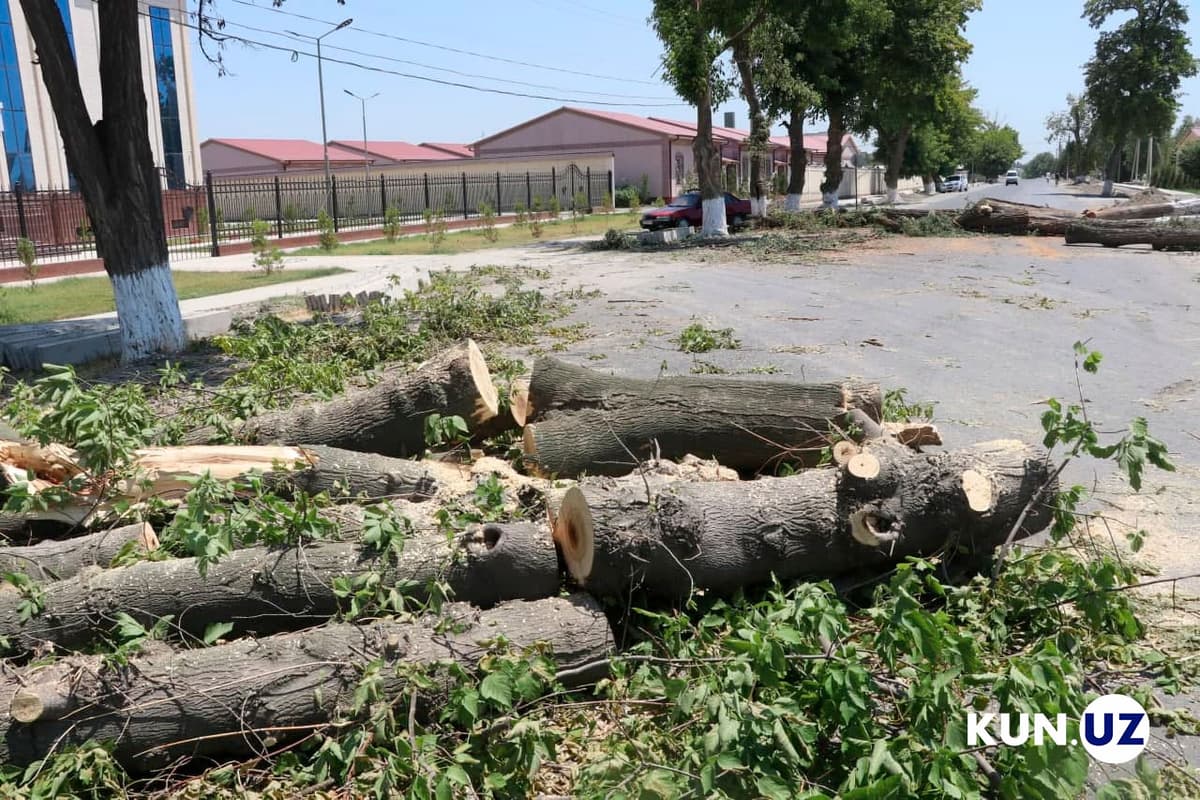 No authority can authorize tree cutting or relocation in Uzbekistan – presidential decree