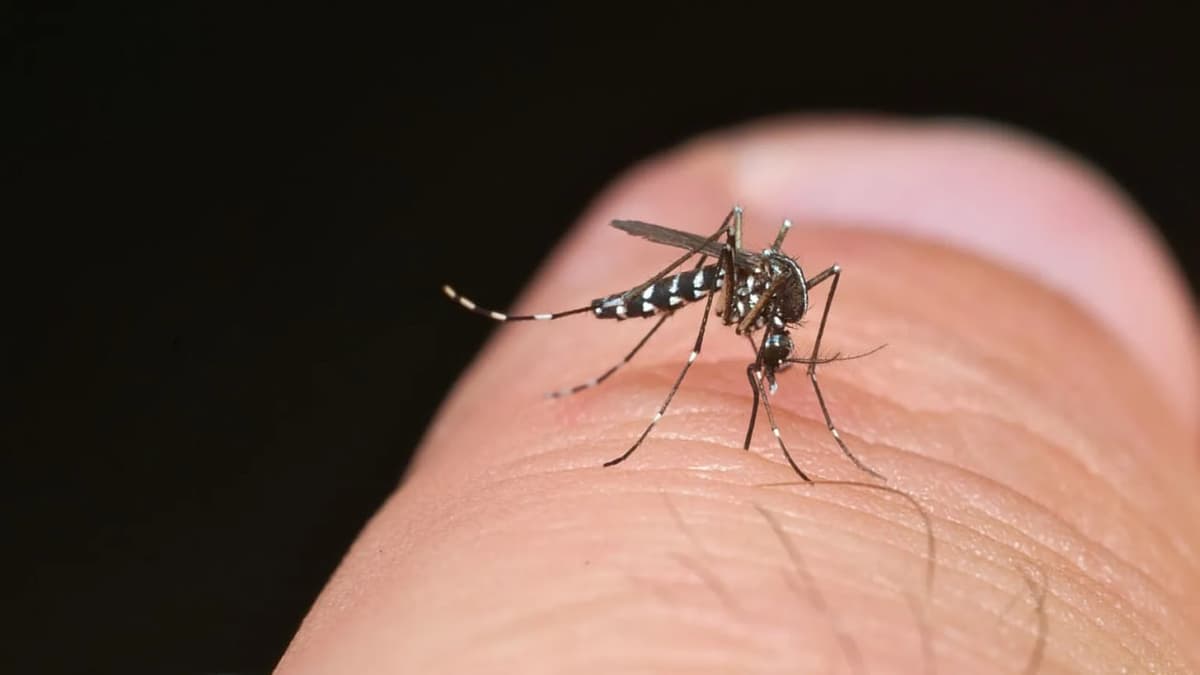 Yevropada G‘arbiy Nil va chikungunya viruslari keng tarqalmoqda