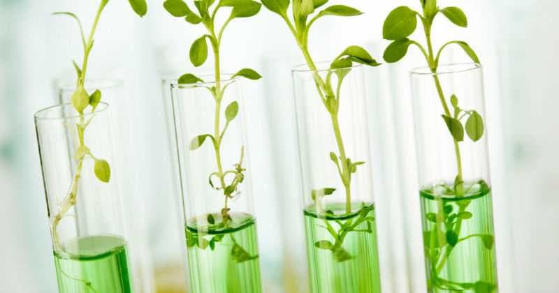 In vitro ko‘chatlarini sotib olishga subsidiya ajratiladi