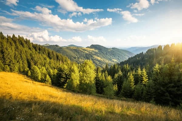Yashil tiklanish yetakchilari: 10 yilda o‘rmon maydonini eng ko‘p oshirgan davlatlar