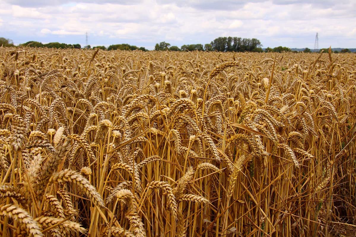 Uzbekistan increases wheat imports from Kazakhstan by nearly 30%