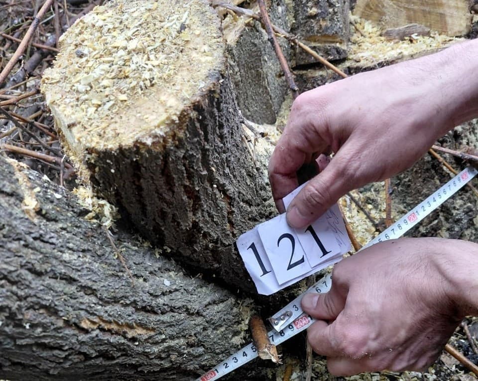 Янгийўлда 121 та дарахт ноқонуний кесилгани аниқланди