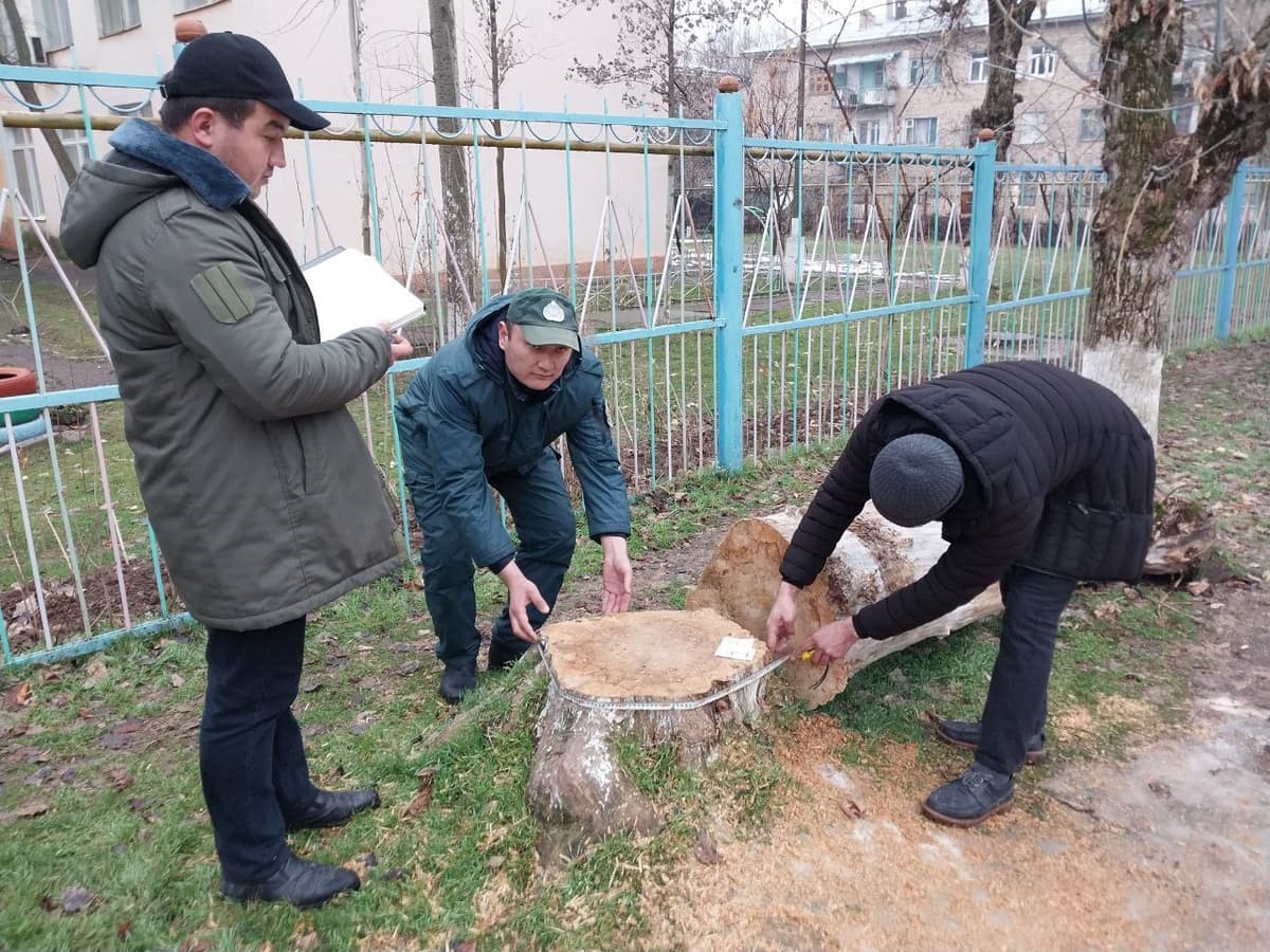 Министерство экологии заявило о снижении количества случаев вырубки деревьев