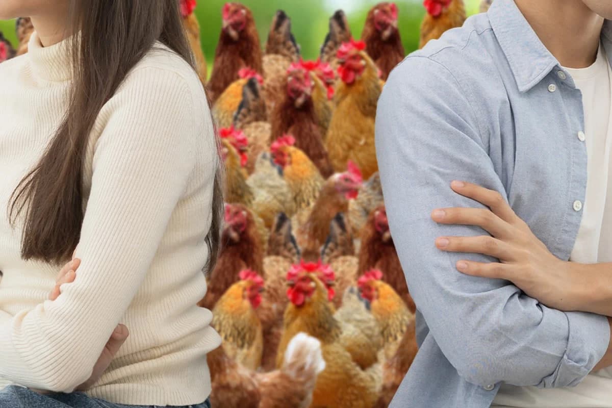 Xitoyda ajrashayotgan er-xotin 29 bosh tovuqni teng bo‘lishishdi