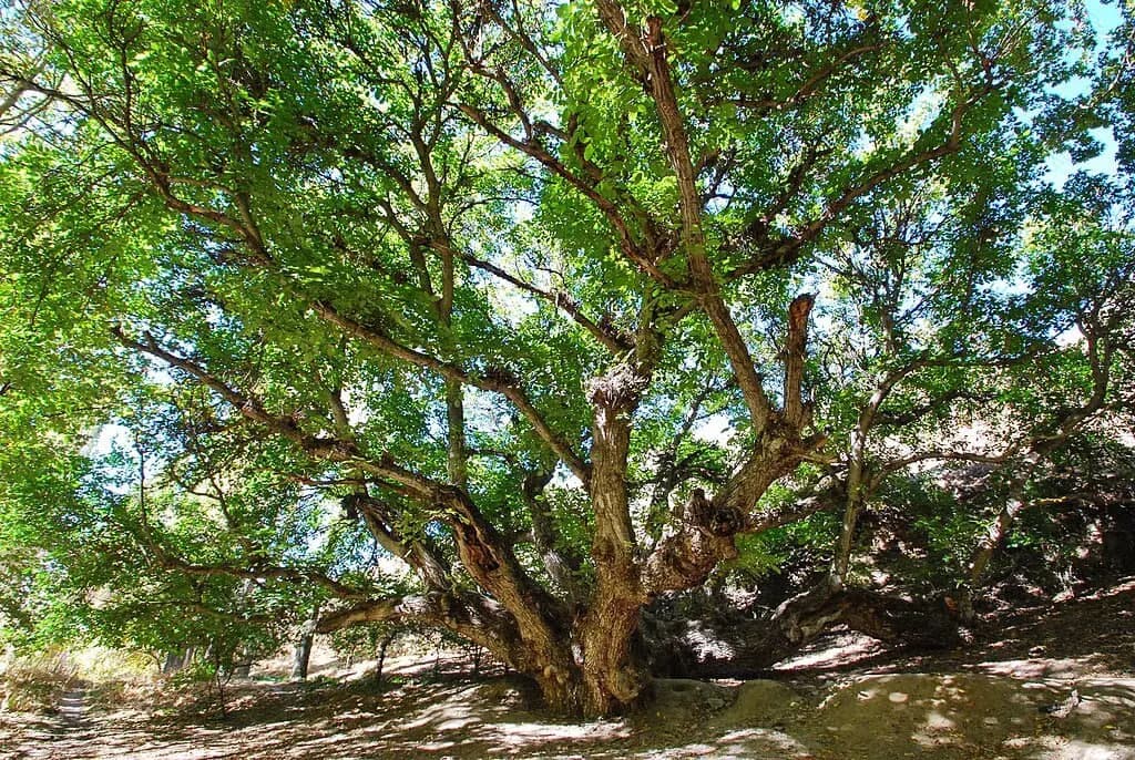 В международный список Monumental Trees внесли 9 деревьев в Узбекистане