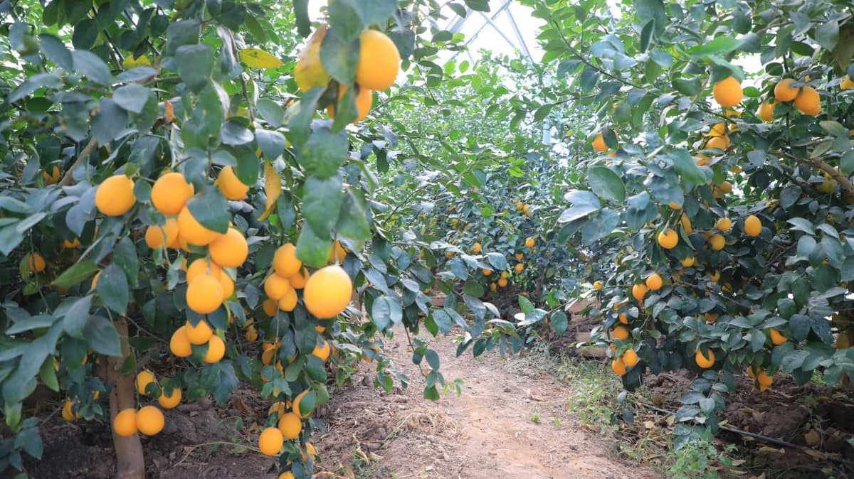 Limonzor barpo etganlar subsidiya oladi