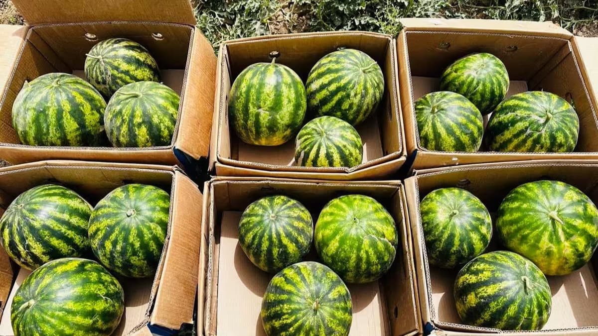 Sanitary Committee dismisses rumors of deaths from melon and watermelon poisoning, but urges caution