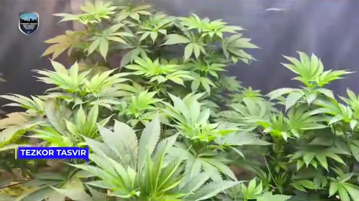 Toshkentda uyda giyohvand o‘simligini yetishtirgan shaxslar qo‘lga olindi