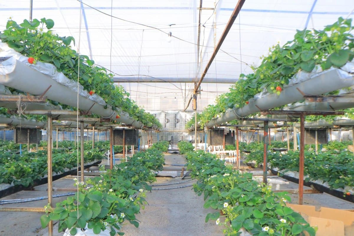 Gov’t plans to cut natural gas supply to greenhouses in Tashkent and surrounding areas from August 1