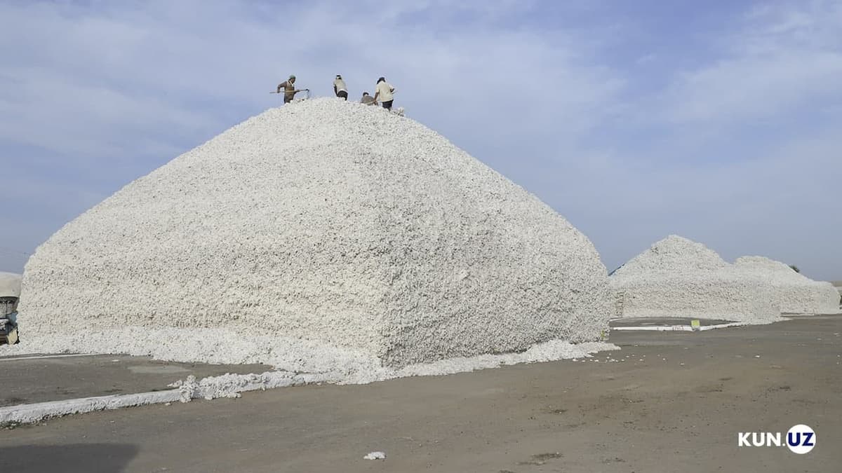 Uzbekistan in talks to import cotton from the U.S.