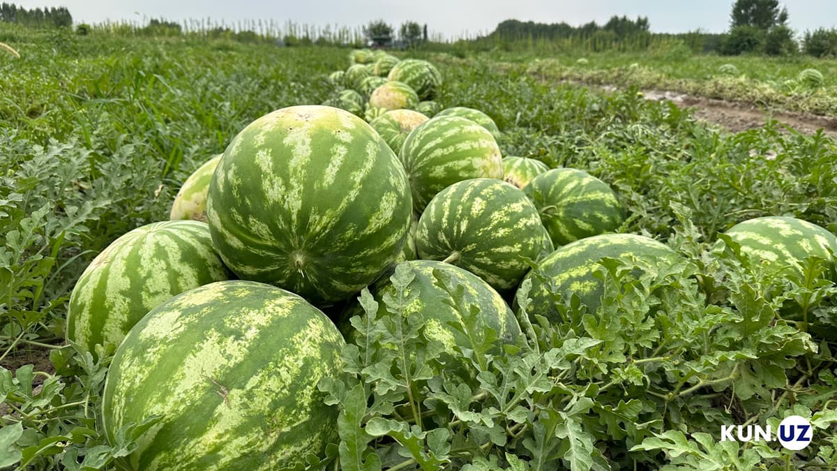 Sanepidqo‘mita qovun va tarvuz tanlash qoidalarini eslatdi