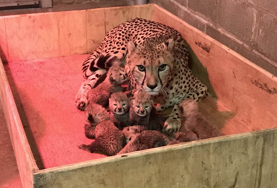 Gepard rekord darajada bolaladi
