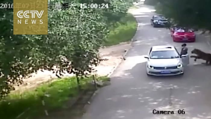 Onasi yo‘lbarsga yem bo‘lgan qiz Pekin safari-parkidan 14 million dollar talab qilmoqda