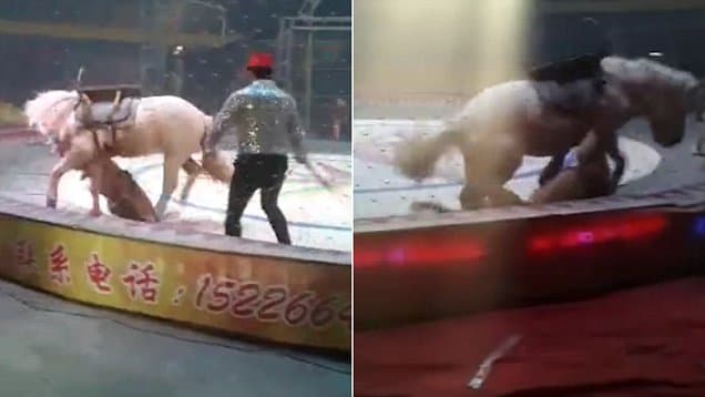 Tsirkda yo‘lbars va sher otga “tashlandi” (video)