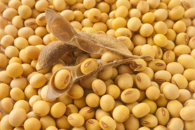 Hukumat soya yetishtirish bo‘yicha yangi qaror qabul qildi