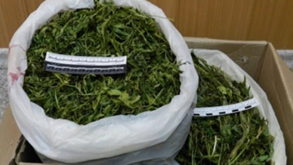“Qoradori-2018”: 1 kilogrammdan ortiq giyohvandlik moddasi olindi