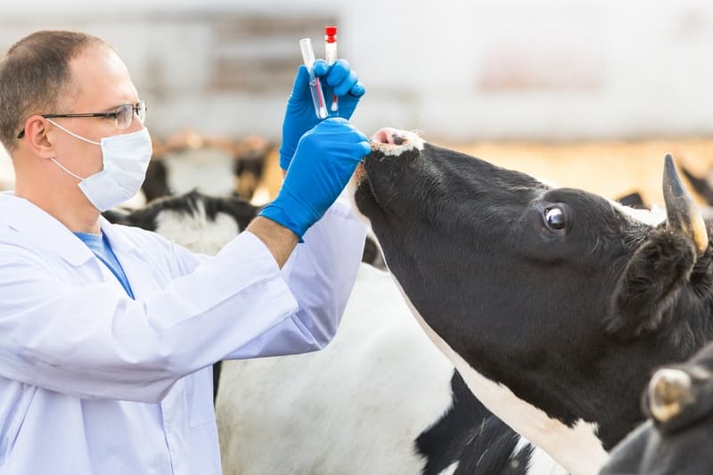 Respublikada 18 turdagi hayvonlar zararli kasalliklariga qarshi veterinariya dori vositalari ishlab chiqiladi