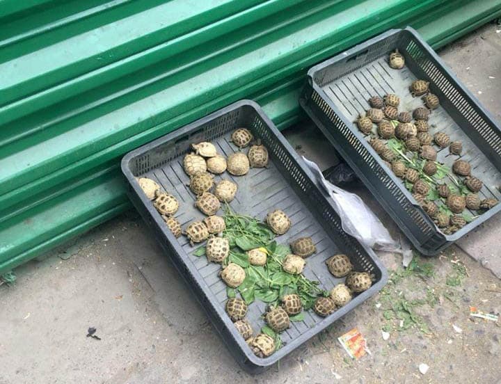 Toshkent bozorlarida toshbaqalar noqonuniy ravishda sotilmoqda (foto)