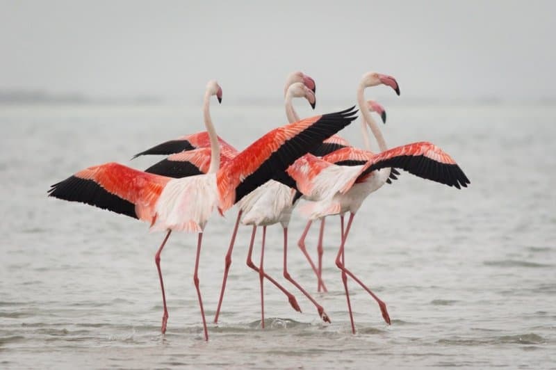 Flamingo nima uchun pushti rangda, ular oqarib ketmasligi uchun hayvonot bog‘larida nima bilan oziqlantiriladi?