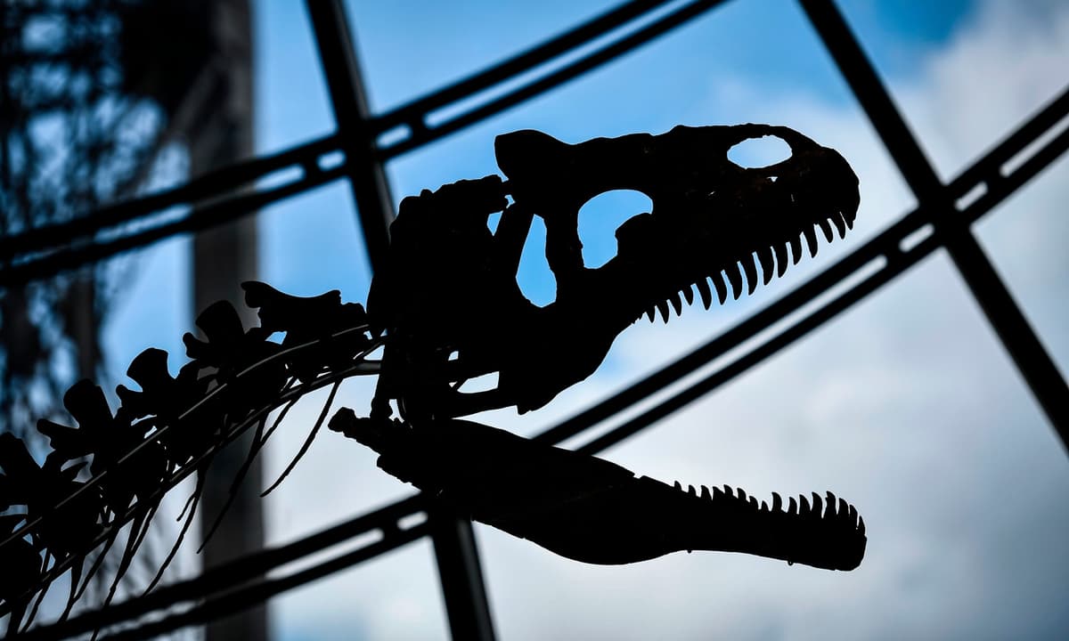 Dinozavr skeleti auksionda 2 mln yevroga sotildi