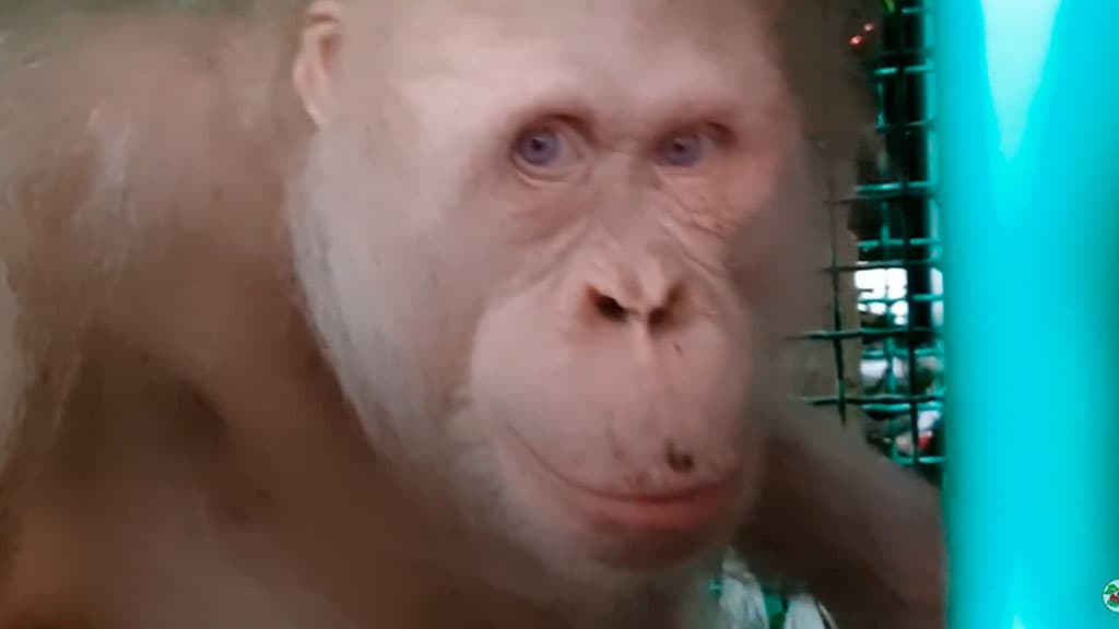 Dunyodagi yagona albinos-orangutan yovvoyi tabiatga qaytarildi