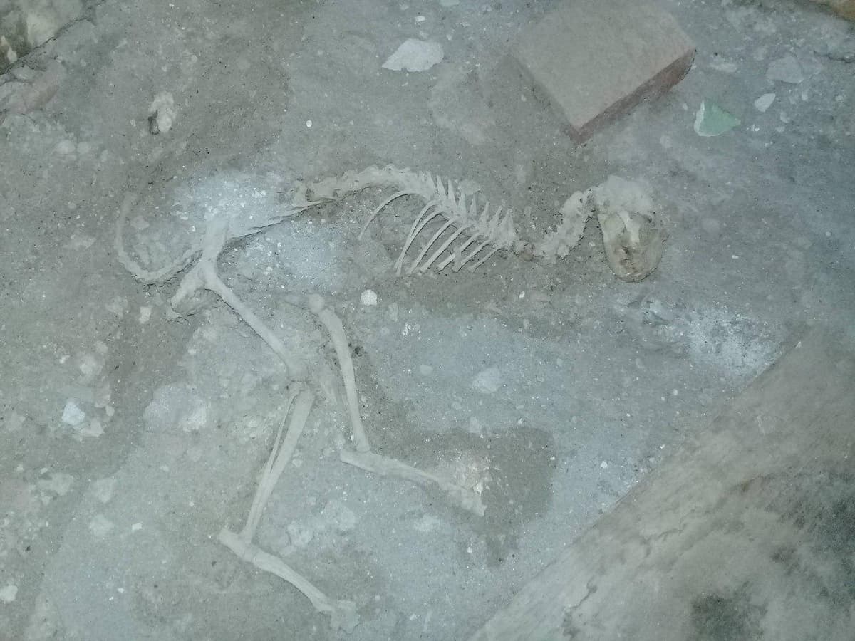 В Фергане нашли скелет, напоминающий останки динозавра