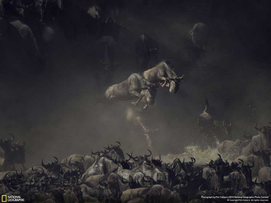 National Geographic yilning eng sara suratlarini tanladi