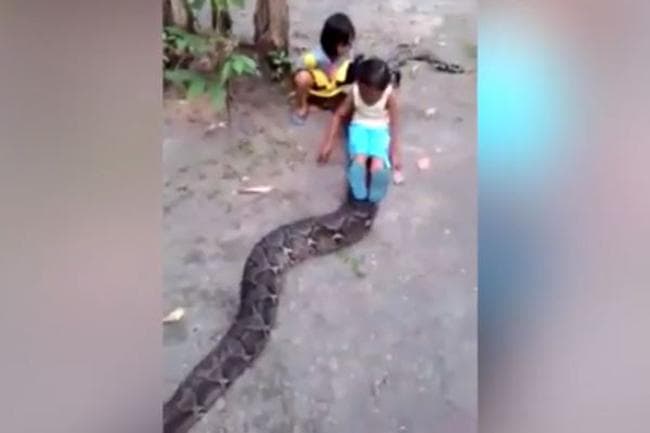 Indoneziyalik ikki qizcha katta bo‘g‘ma ilonga “minib oldilar” (video)