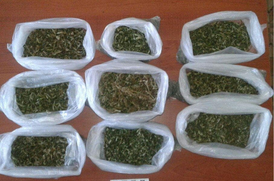Bo‘stonliqda 2 kilogramm, G‘azalkentda qariyb 3 kilogramm «ko‘knor» topildi