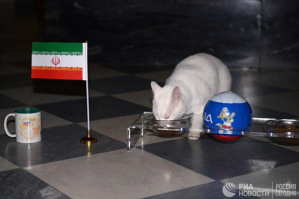 Rossiyada o‘yin natijalarini aniq bashorat qiluvchi mushuk paydo bo‘ldi