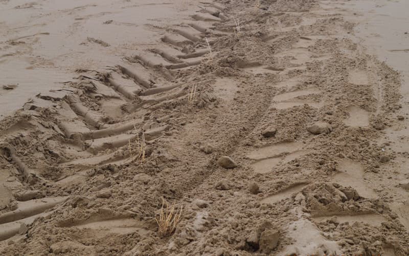 Buxoroda yangi o‘rmon paydo bo‘ladi
