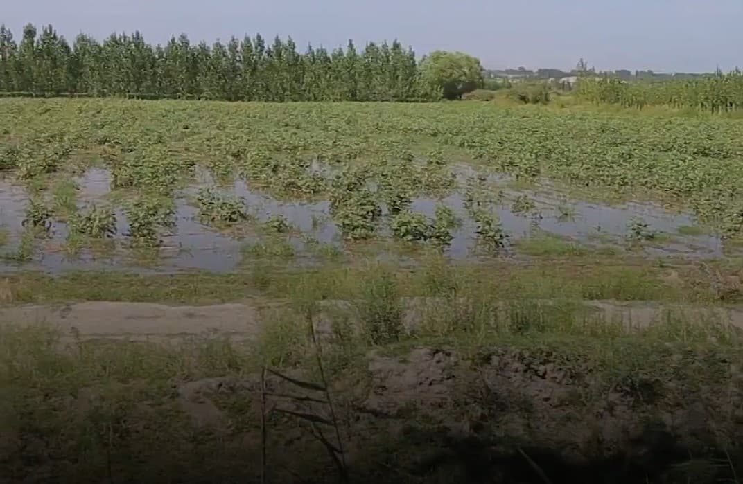 Pop tumanidagi g‘o‘za dalalaridan lavhalar: mutasaddi tashkilotlar javobini kutamiz